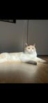 katt