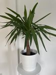 Palm välmående 