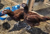 Rhode island red unghöns o ungtuppar