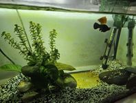 54L Akvarium med molly och tetra