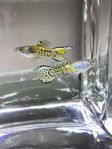 2st Galaxy guppy hanar!