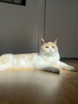 katt