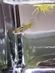 2st gula snakeskin guppys!