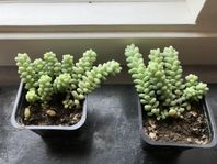 Apsvans