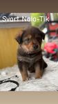 Shepweiler valpar