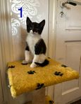 4 kattungar säljes