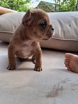 Fransk bulldogg valp strax leveransklar 