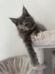 Social renrasig maine coon tjej