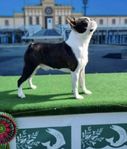 Vuxen Bostonterrier Hane