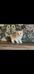 Maine Coon/Ragdoll