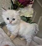 Kattungar