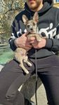 Chihuahua/fransk bulldog valp