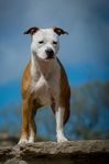 Amstaff tik SKK söker hem
