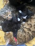 Kattungar Mamma Bengal Pappa ragdoll bondkatt