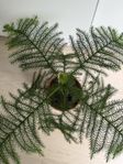 Araucaria plant 