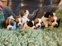 Jack Russell Terrier valpar, SKK-registrerade