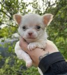 Långhåriga chihuahua valpar