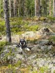 Jämthunds valpar