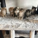 sibiriska/chinchilla perser kattungar