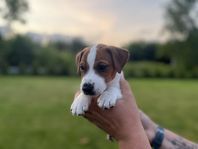 Jack Russell Terrier Club of Sweden