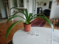Stor Spindellilja