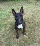Miniatyrbullterrier 7 mån SKK 