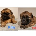 RENRASIGA SHIH TZU 