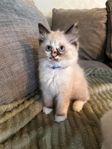 Ragdoll kattunge