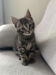Busiga kattungar