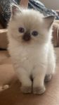 Ragdoll-katter
