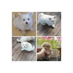 Chihuahua chinescrested valpar