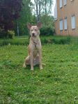 Blandrashane Husky/Bully