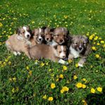 Valpar Shetland Sheepdog Mas Miniature American Shepherd
