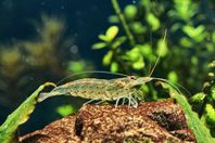 akvarium, fiskar, räkor