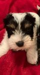 Yorkshireterrier / Biewer valp