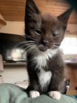 Maine Coon / huskatt kattunge