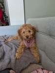 Cockerpoo
