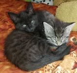 Kattungar 3 månader