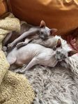 sphynx för omplacering 