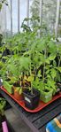 tomatplantor
