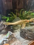 Pleco/Gibbiceps