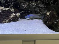 Mylochromis gracilis  Aulonocara Hueseri