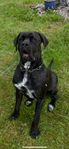 Ung Cane Corso kille med stamtavla