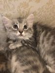 kattungar selkirk Rex/Maine coon mm