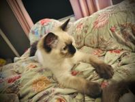 ragdoll kattunge