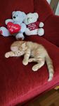 katt