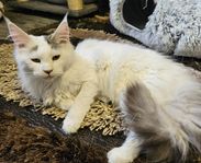 maine coon hona