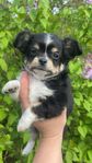 chihuahua hanar leveransklara