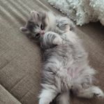 katter