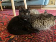 kattunge